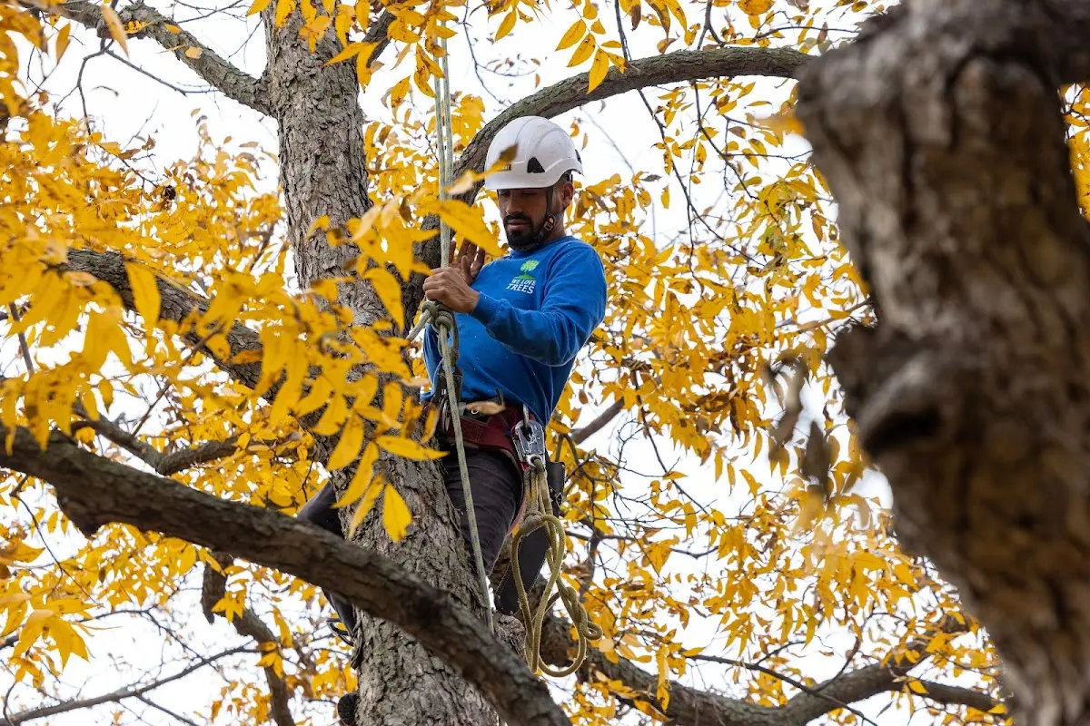Skilled Tree Trimming crew working in Staunton
